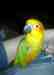 Conure