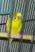 Parakeet