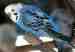 Budgerigar