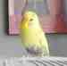 Budgerigar