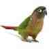 Conure