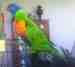 Lory / Lorikeet