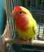 Lovebird