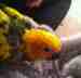 Conure