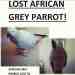 African Grey