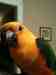 Conure