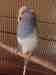 Budgerigar