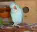 Indian Ringneck Parakeet