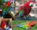 Macaw