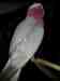 Galah Cockatoo