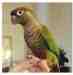 Conure