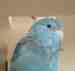 Parrotlet