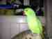 Indian Ringneck Parakeet