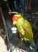 Lory / Lorikeet