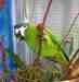 Macaw