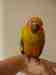 Conure