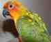 Conure