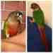 Conure