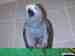 African Grey