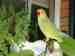 Indian Ringneck Parakeet