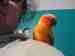 Conure