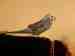 Budgerigar