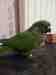 Conure