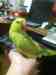 Indian Ringneck Parakeet