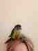 Conure