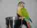 Conure