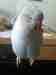 Indian Ringneck Parakeet