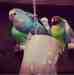 Lovebird