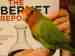 Lovebird