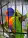 Lory / Lorikeet