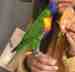 Lory / Lorikeet