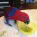 Eclectus