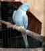 Indian Ringneck Parakeet