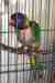 Lory / Lorikeet