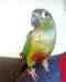 Conure