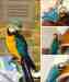 Macaw