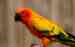 Conure