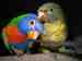 Lory / Lorikeet