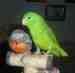 Parrotlet