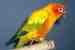 Conure