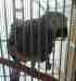 African Grey
