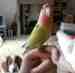 Lovebird