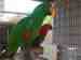 Eclectus