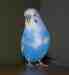 Budgerigar