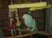 Indian Ringneck Parakeet
