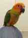 Conure